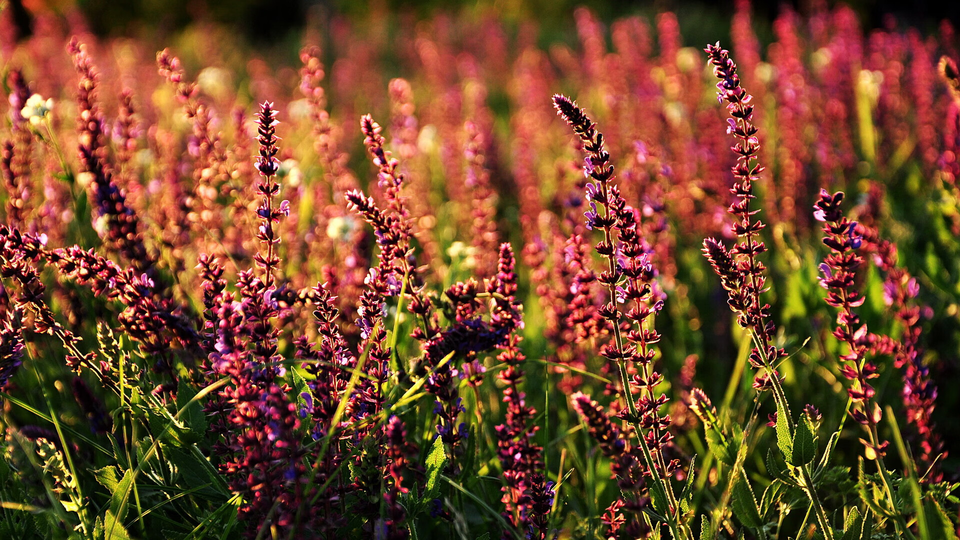 阿联酋篮球队在国际友谊赛中表现抢眼,未来潜力巨大